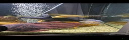 Cichlids fish for sale: Mixed large malawi cichlids - Advert 1