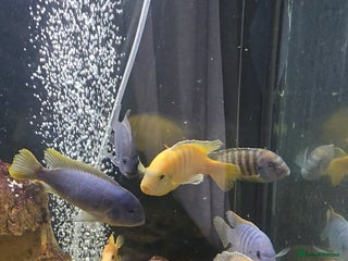 Cichlids fish Mixed large malawi cichlids - Advert 2