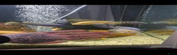 Cichlids fish for sale: Mixed large malawi cichlids - Advert 1
