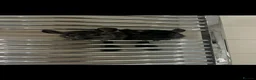 Chinchilla rodents for sale: two adorable chinchilla brothers  - Advert 5