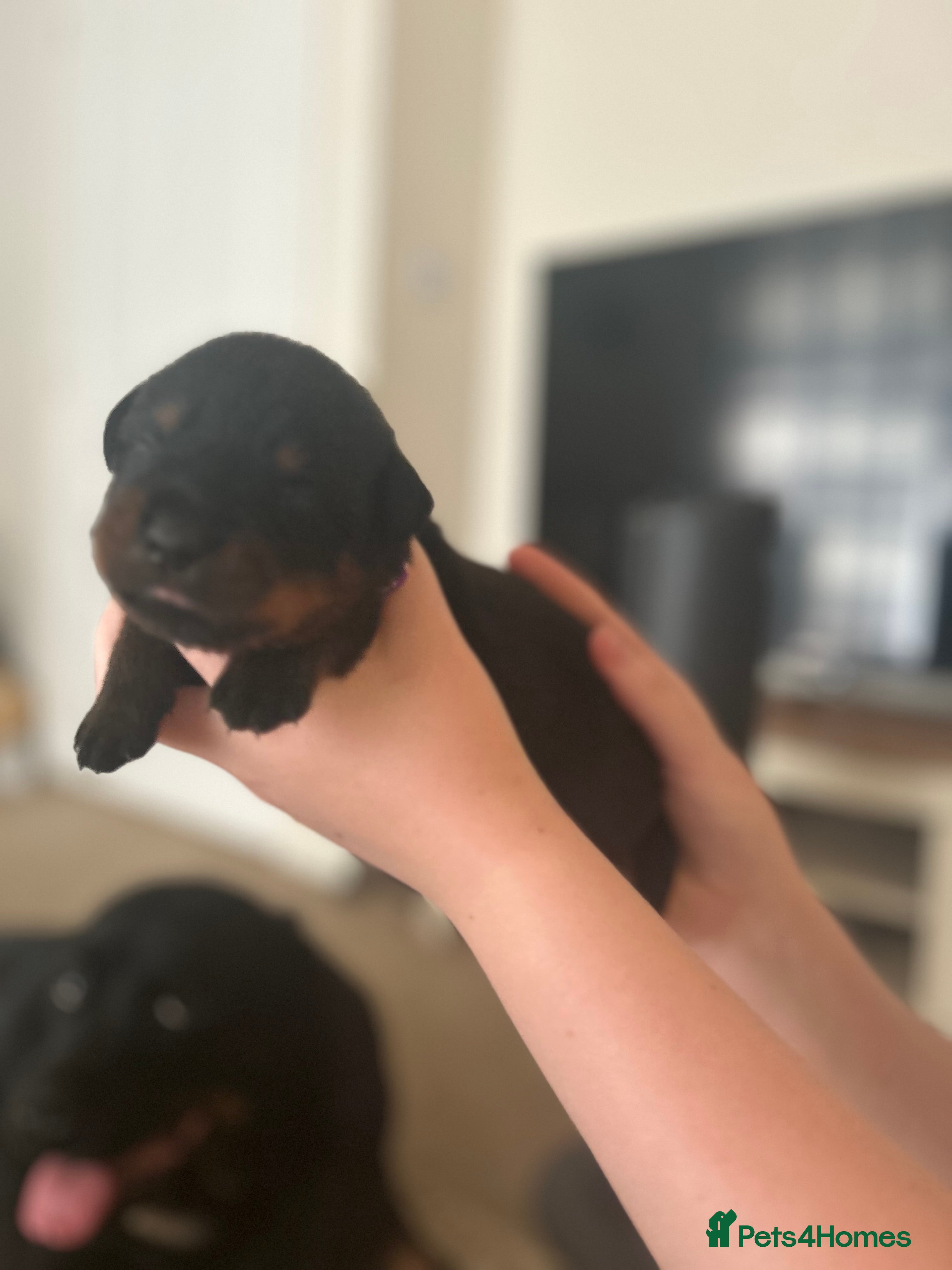 Rottweiler dogs Beautiful litter  - Advert 2
