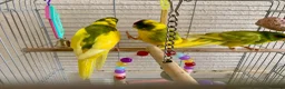 Parakeets birds for sale: 4 Hand Reared Baby Kakarikis  - Advert 6