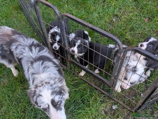 Border Collie dogs Border collie puppies merl and black/white - Advert 2