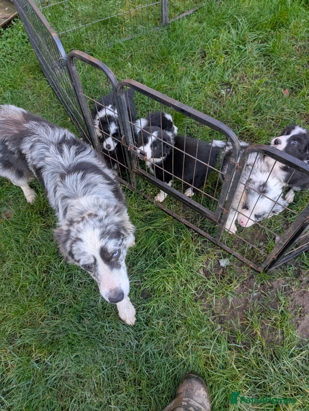 Border Collie dogs for sale: Border collie puppies merl and black/white - Advert 4