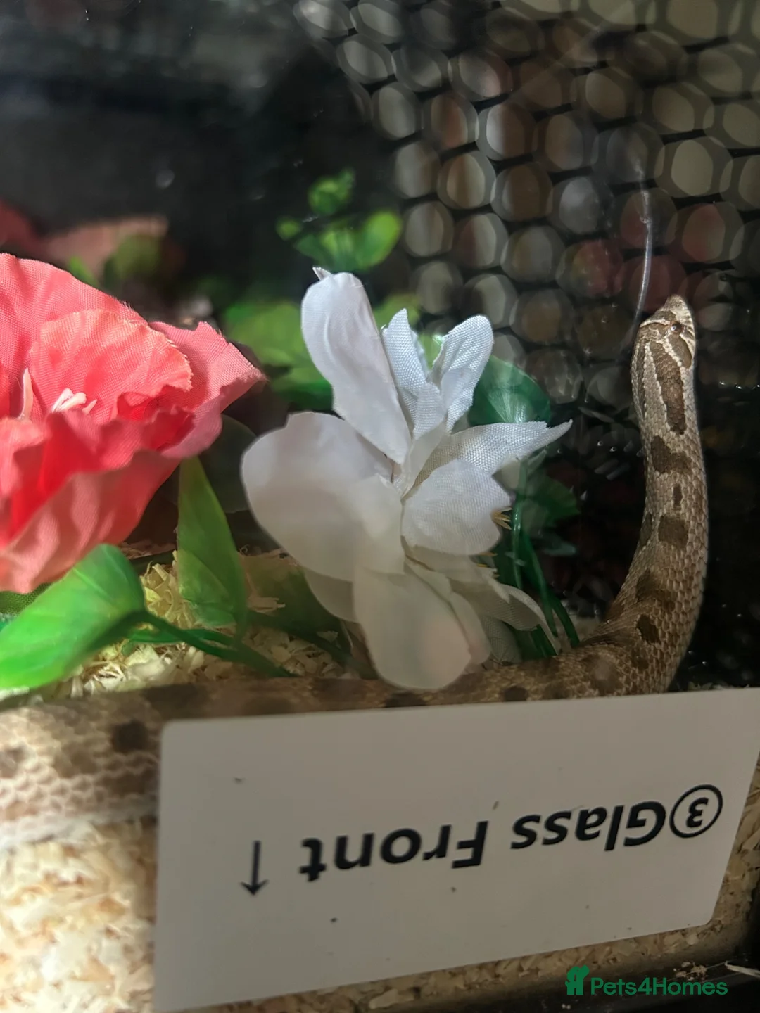 Snake reptiles for sale: Normal Conda Hognose, enclosure&setup  (has hets). - Advert 7