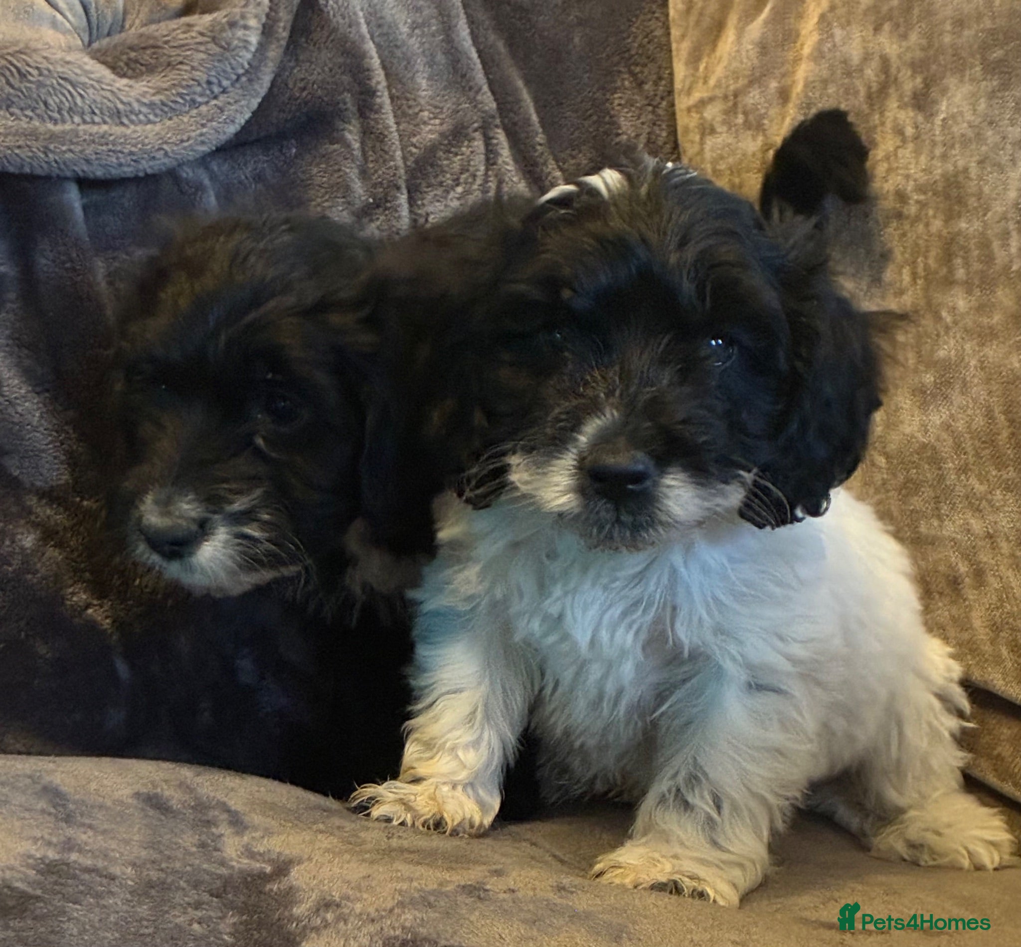 Cockapoo dogs Ready now beautiful cockapoo puppies  - Advert 2