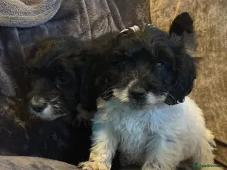 Cockapoo dogs Ready now beautiful cockapoo puppies - Advert 2