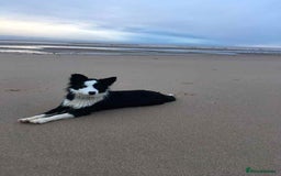 Border Collie dogs for sale: WINNING CRUFTS COMPETITORS. KC REG, HEALTH TESTED - Image 27