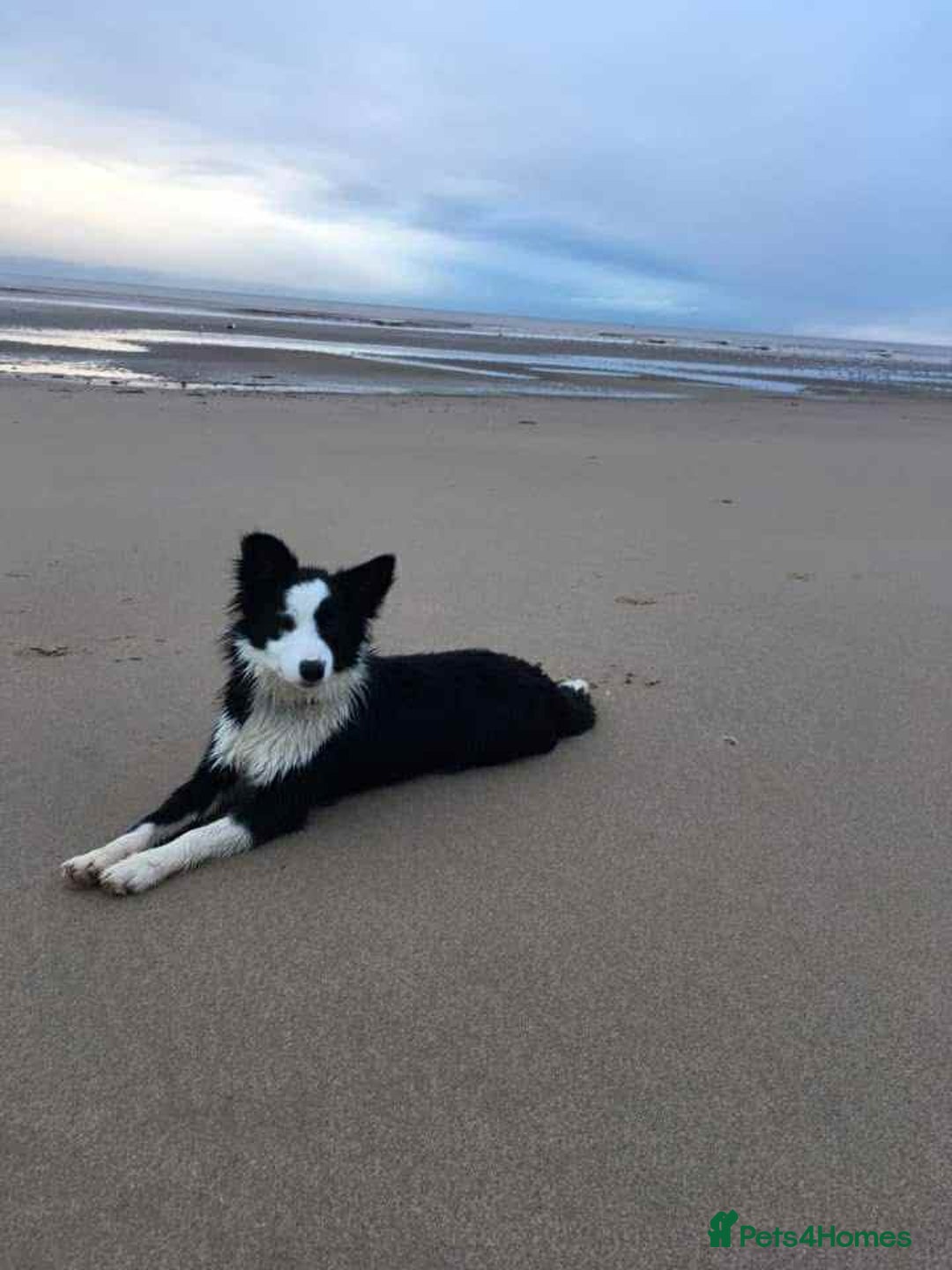 Border Collie dogs for sale: WINNING CRUFTS COMPETITORS. KC REG, HEALTH TESTED - Image 27