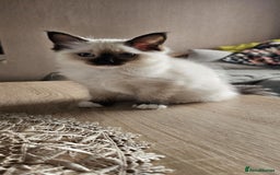 Ragdoll cats for sale: The last three cuddles - Image 5