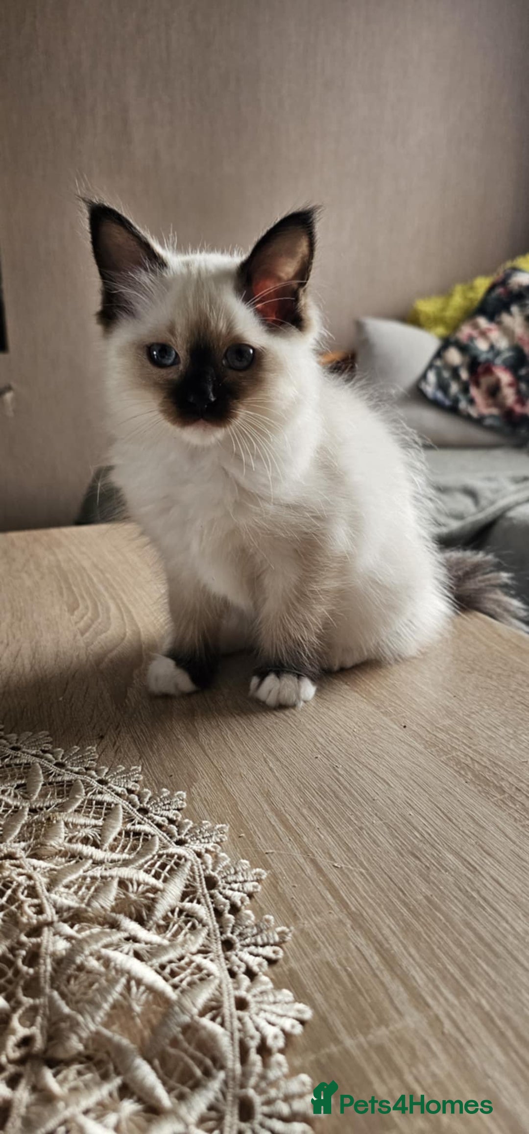 Ragdoll cats for sale: The last three cuddles - Image 5