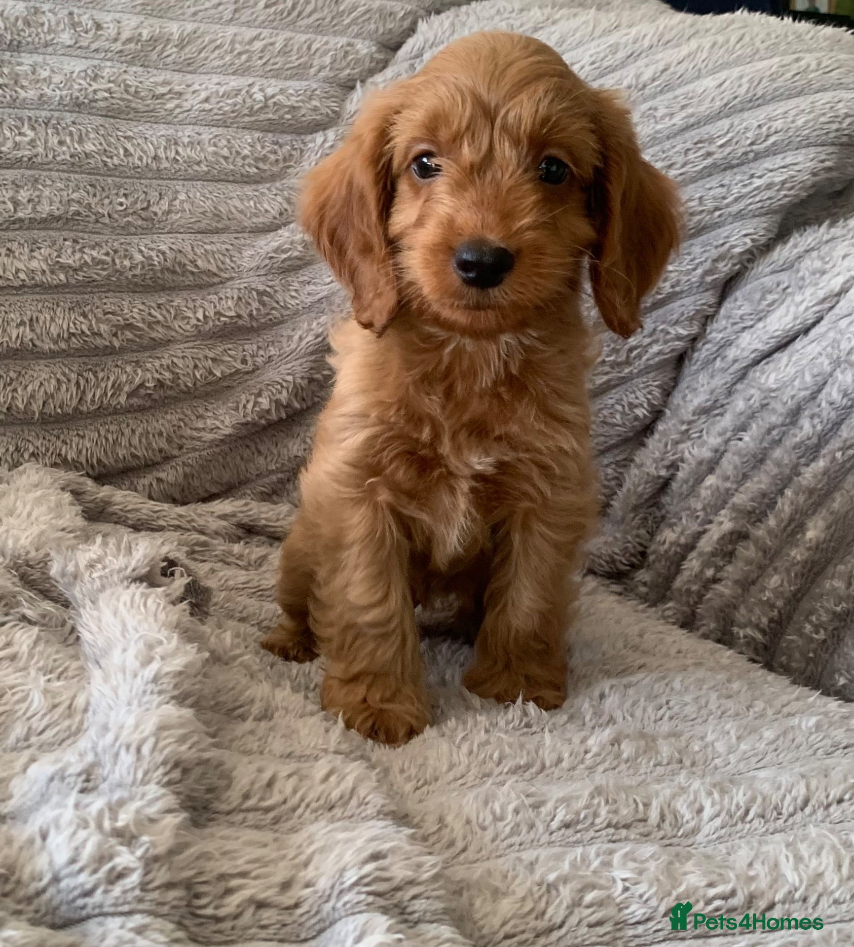 Cockapoo dogs Stunning red cockapoo puppies  - Advert 1