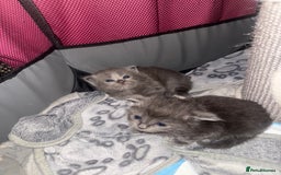 Ragdoll cats for sale: Ragdoll cross Norwegian forest cat - Image 7