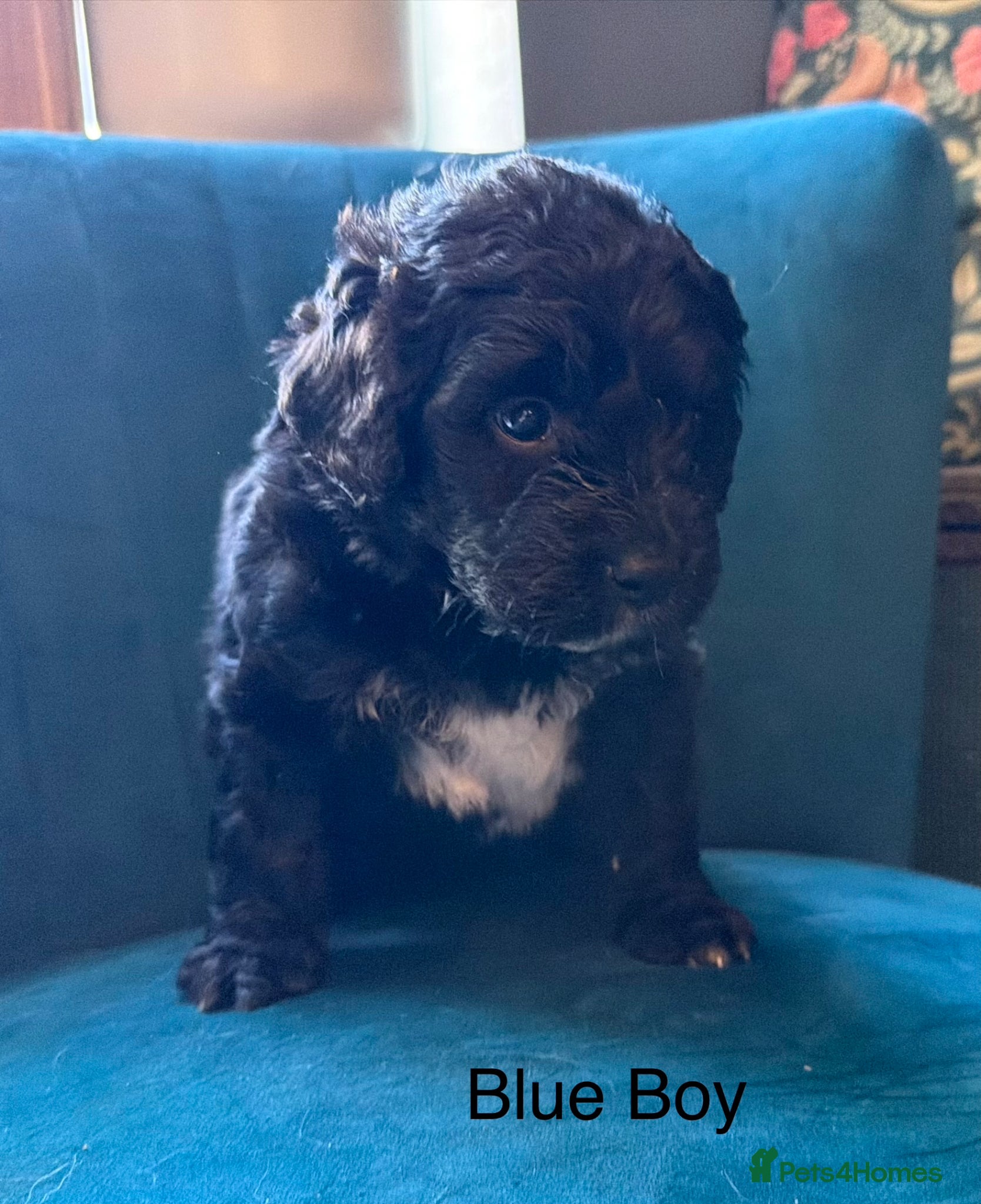 Mixed Breed dogs Beautiful Bernadoodle puppies available  - Advert 1