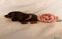 Miniature Dachshund dogs for sale: Stunning miniature dachshunds - tiny parents  - Image 21