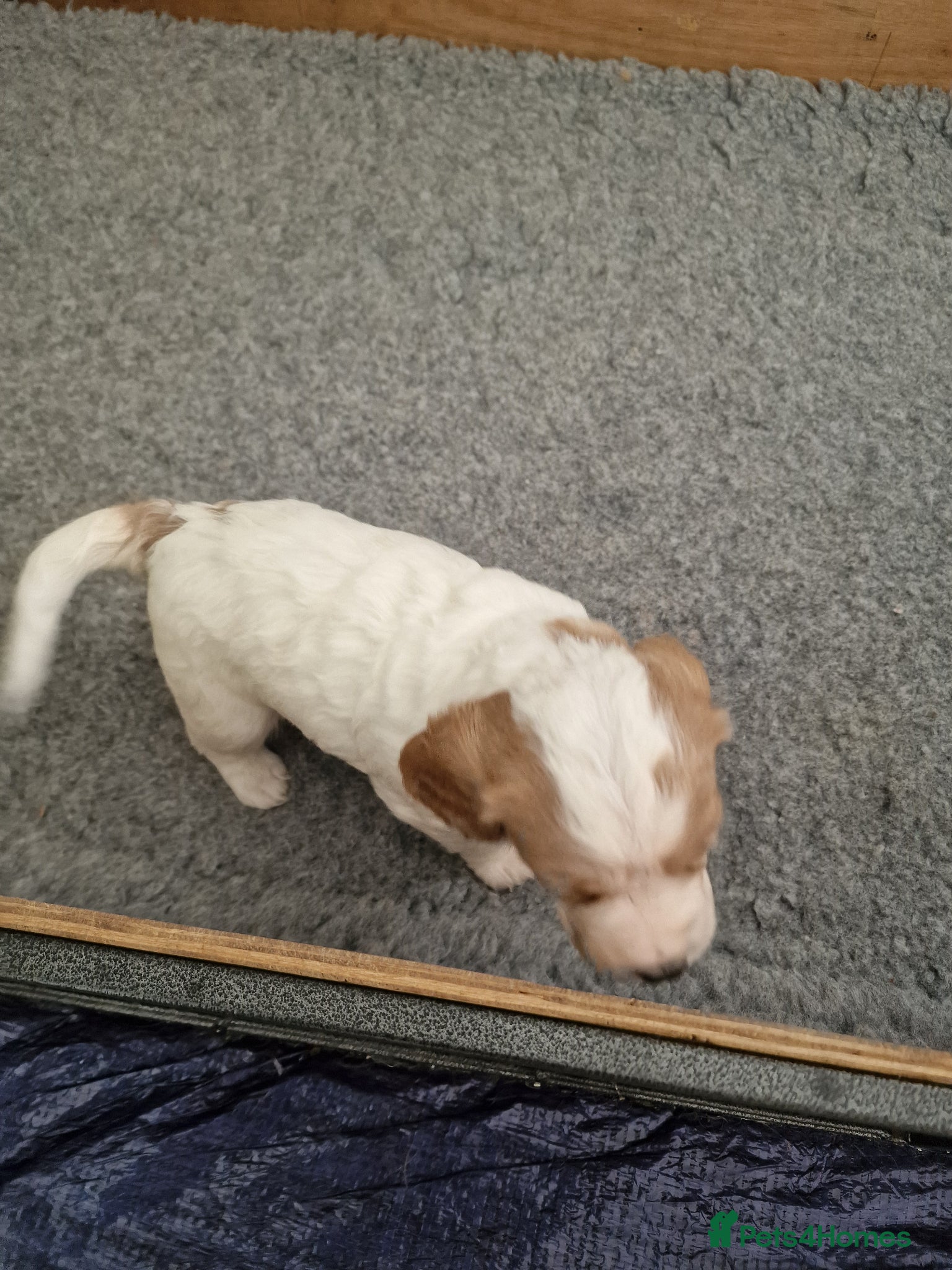 Cocker Spaniel dogs Quality litter of kc registered cocker spaniel  - Advert 2
