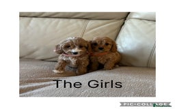 Cavapoo dogs for sale: Beautiful Cavapoo Puppy’s  - Advert 7