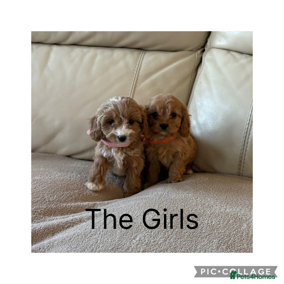 Cavapoo dogs for sale: Beautiful Cavapoo Puppy’s  - Advert 7