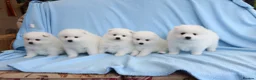 Japanese Spitz dogs for sale: Adorable Japanese Spitz male puppie - Advert 4