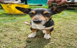 Jack Russell dogs for stud: STUD ONLY - Image 3