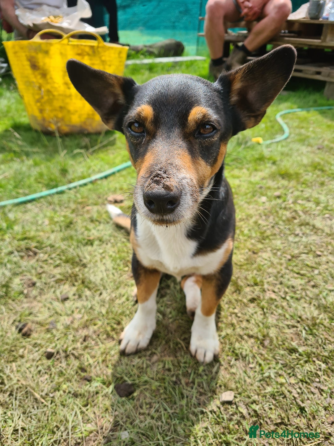 Jack Russell dogs for stud: STUD ONLY - Image 3