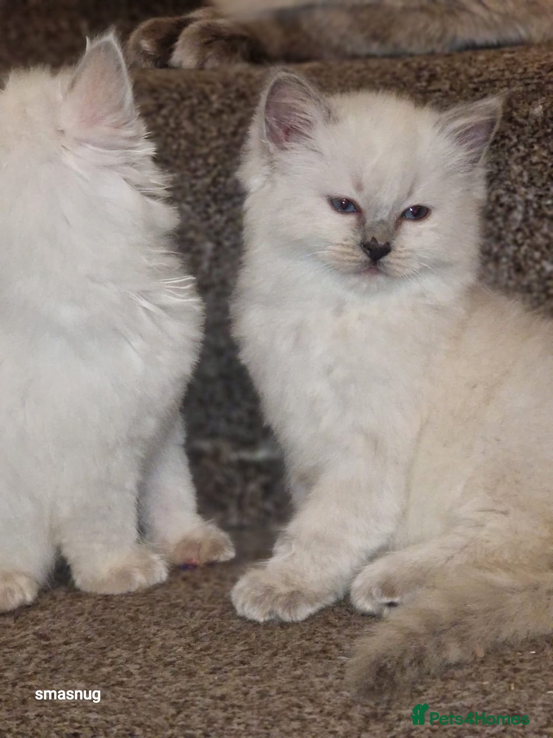 Ragdoll cats for sale: Beautiful kittens  - Image 7