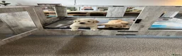 Golden Retriever dogs for sale: Beautiful Golden Retriever Puppies  - Advert 8
