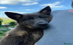 German Shepherd dogs for sale: Ready now pedigree German shepherd puppies - Image 12