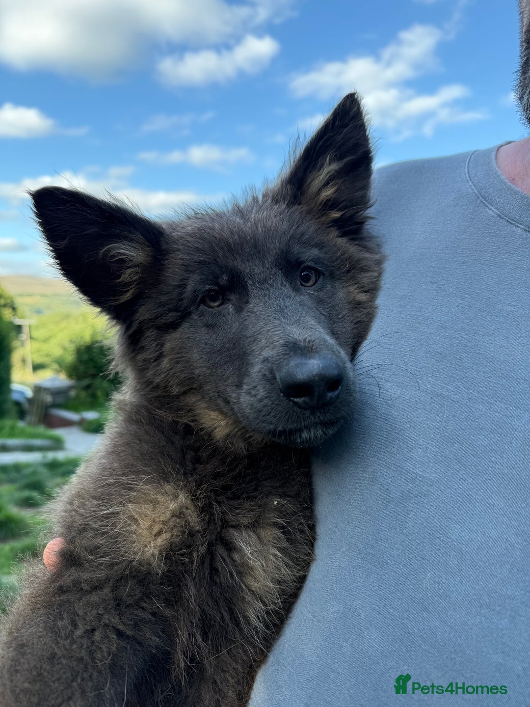 German Shepherd dogs for sale: Ready now pedigree German shepherd puppies - Image 12