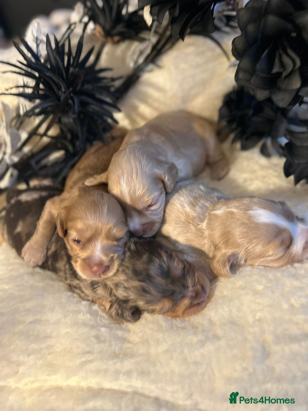 Cockapoo dogs for sale: Merle cockapoo  - Image 6