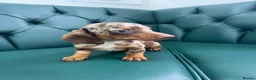 Miniature Dachshund dogs for sale: 5⭐️Licensed. PRA clear mini Daxi  - Advert 4