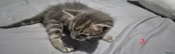 Mixed Breed cats for sale: Gorgeous grey kittens in Nottingham - Advert 4
