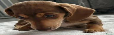 Miniature Dachshund 3