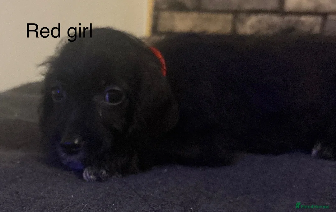 Cockapoo dogs for sale: Beautiful cockapoo puppies  - Advert 13