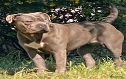 Cane Corso dogs for sale: cane corso puppies  - Image 4