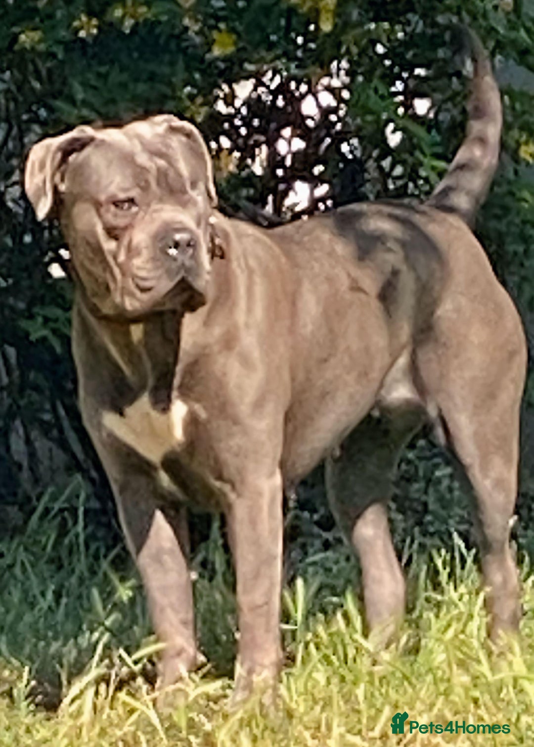 Cane Corso dogs for sale: cane corso puppies  - Image 4