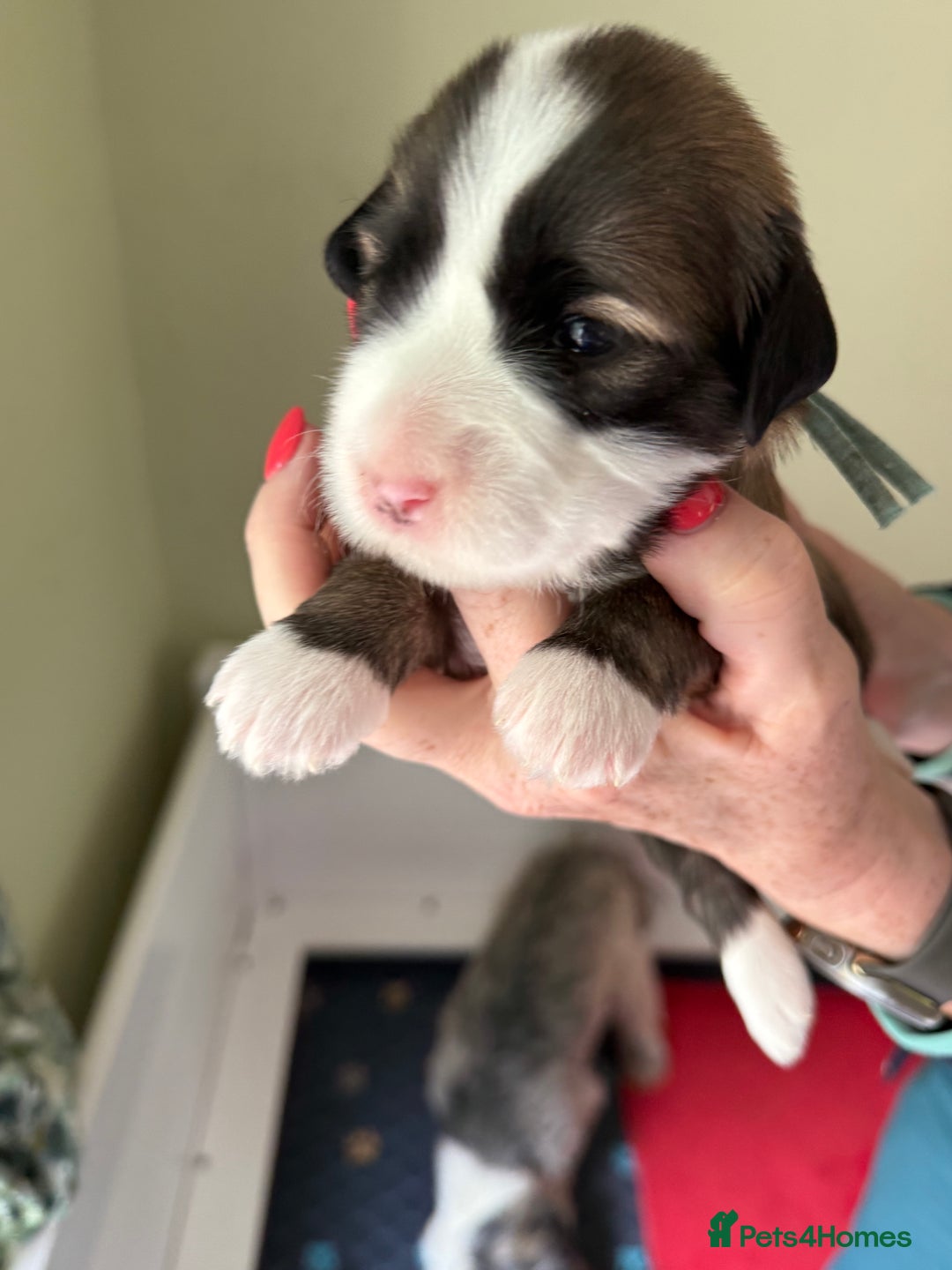 Tibetan Terrier dogs for sale: Gold Sable & White Tibetan Terrier Girl - Image 14