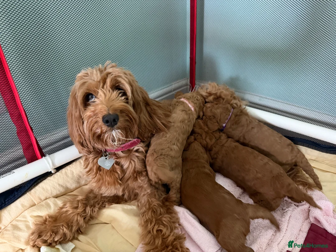 Cockapoo dogs for sale: ⭐ F1b Cockapoo Puppies – 1 Boy & 1 Girl Available  in Banbury - Advert 10
