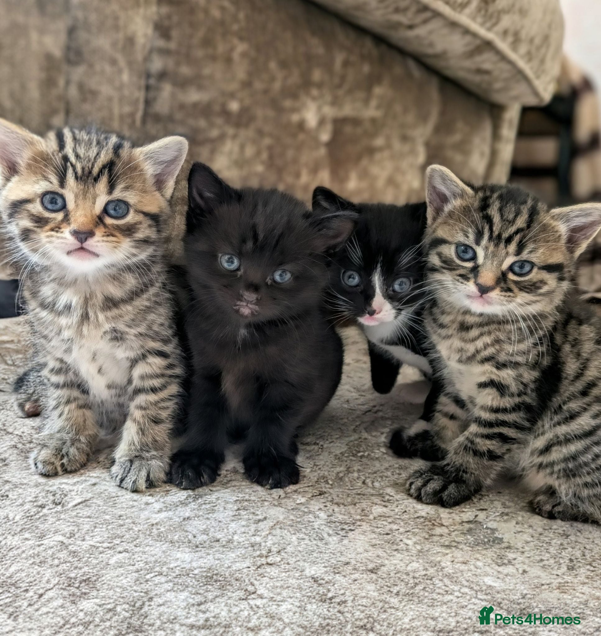 Mixed Breed cats Kittens for sale  - Advert 1