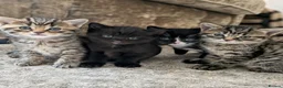 Mixed Breed cats for sale: Kittens for sale  - Advert 1