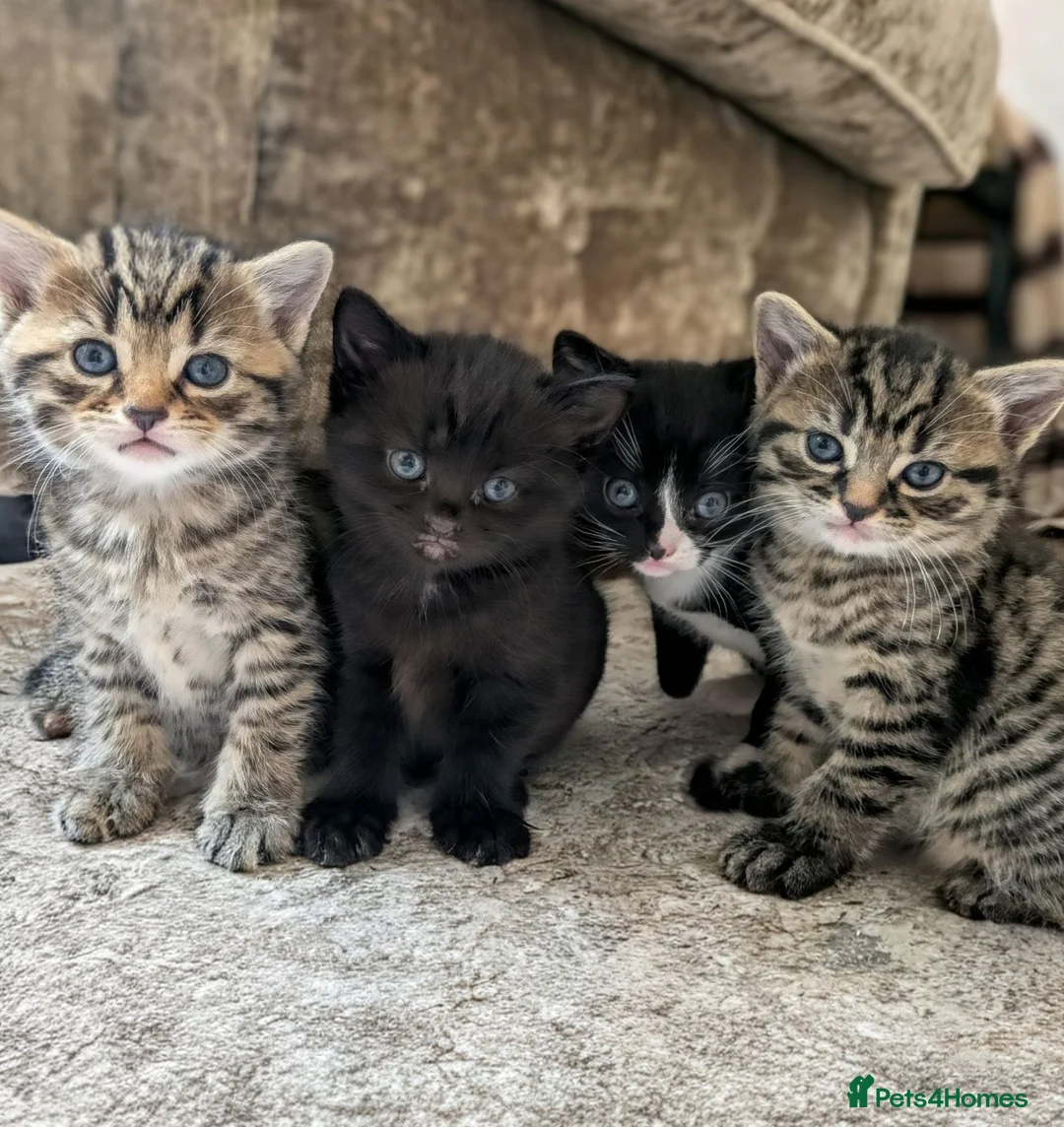 Mixed Breed cats for sale: Kittens for sale  - Advert 1