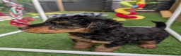 Welsh Terrier dogs for sale: Outstanding Litter of Champion Line Welsh Terriers - Advert 18