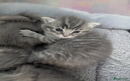 Mixed Breed cats for sale: Beautiful grey silver grey tabby kittens - Image 5