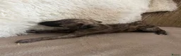 Whippet dogs for sale: Beautiful Whippet Puppies  - Advert 4