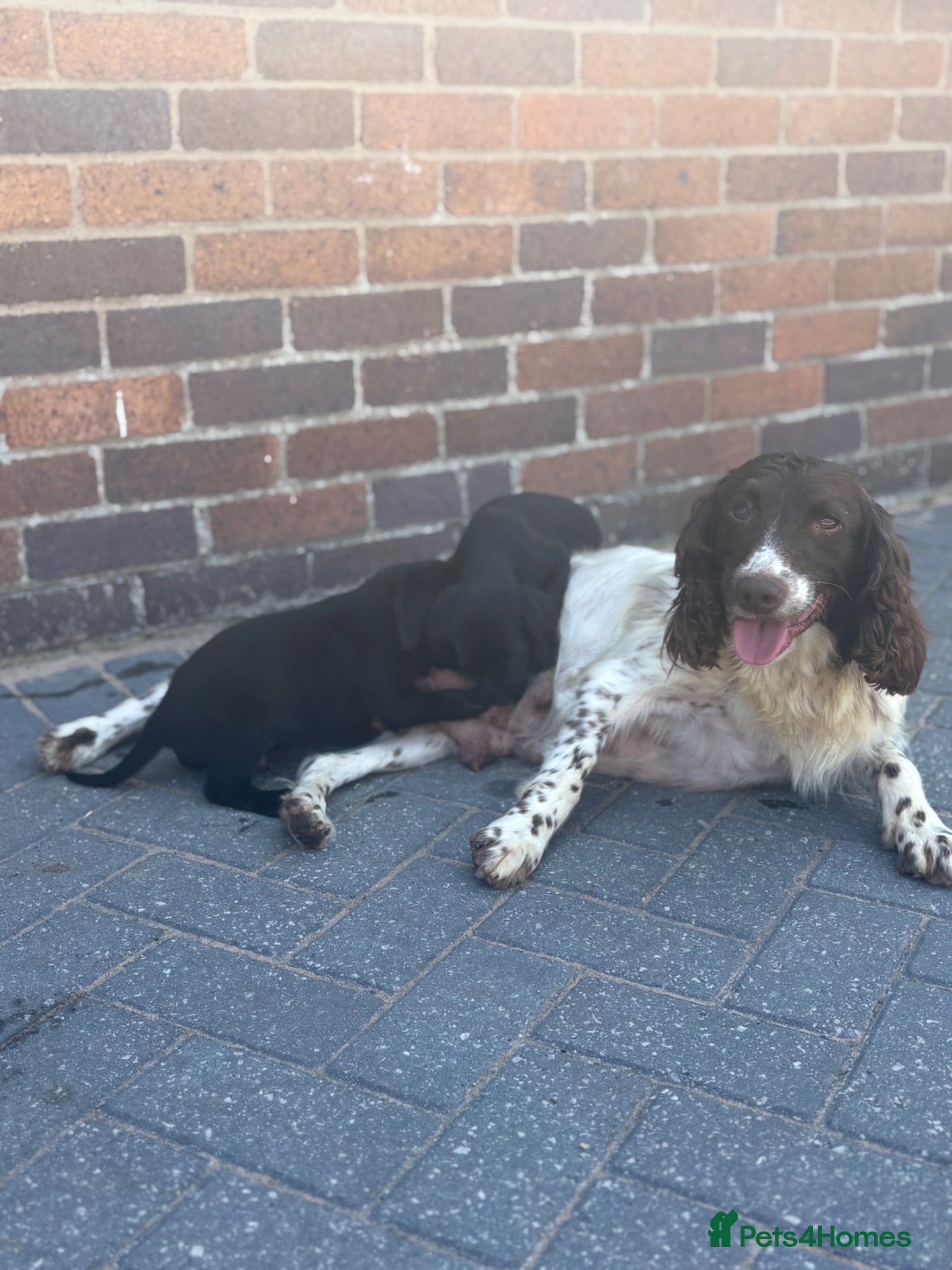 Springador dogs Springador Puppies🐶 - Advert 2