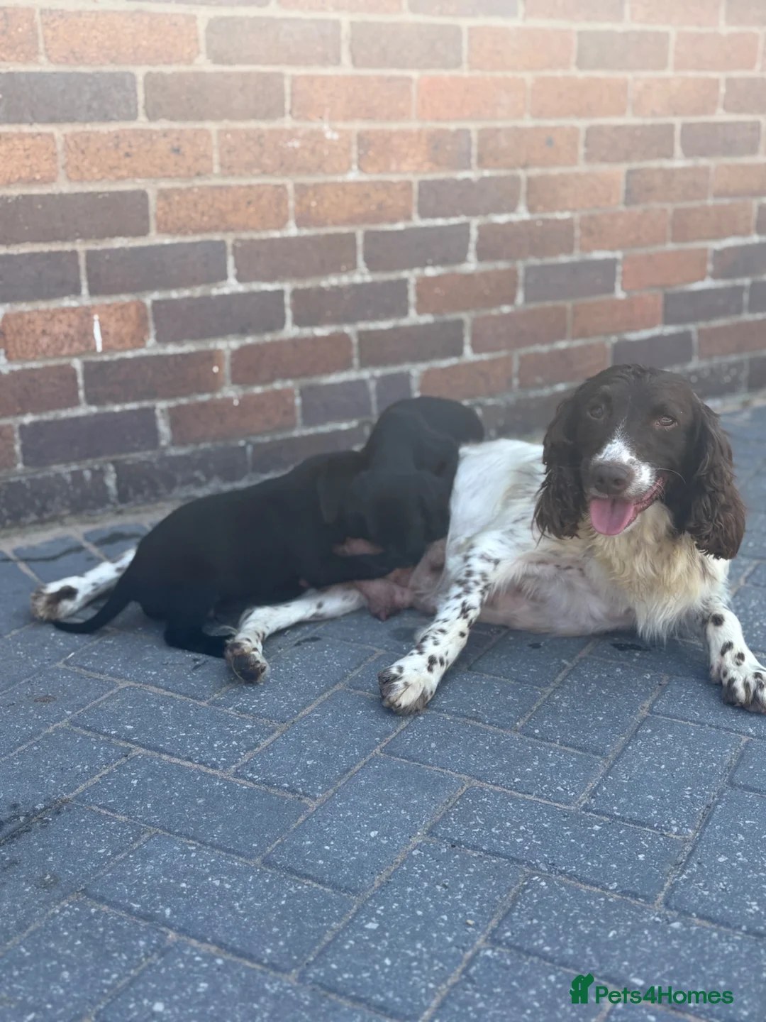Springador dogs for sale: Springador Puppies🐶 in Corwen - Advert 2