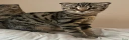 Bengal cats for sale: ❤️SCOTTISH FOLD + BENGAL CAT FOR SALE (FEMALE CAT) in High Wycombe - Advert 5
