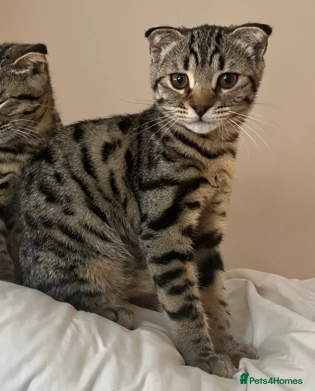 Bengal cats for sale: ❤️SCOTTISH FOLD + BENGAL CAT FOR SALE (FEMALE CAT) in High Wycombe - Advert 5