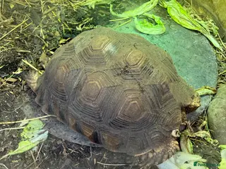 Tortoise reptiles Sulcata tortoise - Advert 2