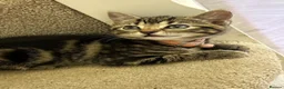 Mixed Breed cats for sale: 3 Gorgeous Kittens Looking for Their Forever Homes - Advert 14